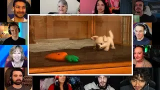 Opening Scene - Cute Baby Bolt | BOLT : 2008 | Reaction Mashup