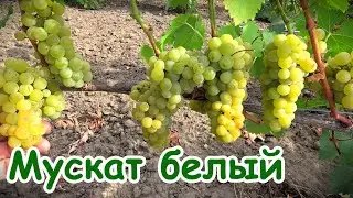 Виноград МУСКАТ БЕЛЫЙ (ТАМЯНКА)