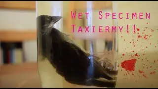 Wet Specimen Taxidermy- How to