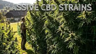 Massive CBD Outdoor-Strains-&Ouml;sterreich 15.Oktober 2024 @NaturgartenEuring   02-02