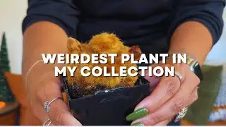 WEIRDEST PLANT IN MY COLLECTION! | GOLDEN CHICK FERN