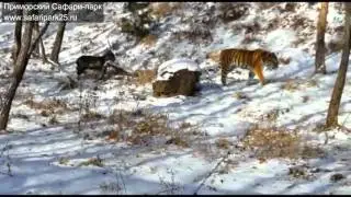 Амур и Тимур.  Не разлей вода!