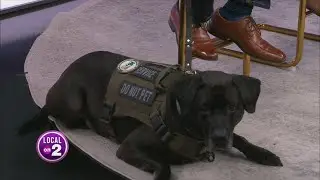 K9s For Warriors: New Song Celebrates Survivors