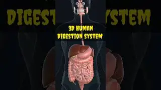 Human digestive system !मानव पाचन तंत्र ! Animation  #shorts