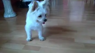 verr&uuml;ckte hunde #3