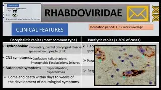 Rabies - cause, pathogenesis,clinical manifestations, diagnosis and prophylaxis