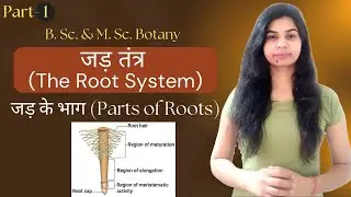 जड़ तंत्र (THE ROOT SYSTEM) || जड़ के भाग (Parts of Roots) || B. Sc. & M. Sc. Botany