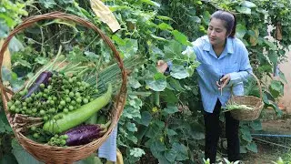 collect pea eggplant, eggplant, cucumber, long beans for my recipe / Cooking with Sreypov