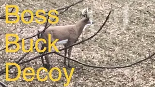 How to hunt with Flambeau Boss Buck Decoy.