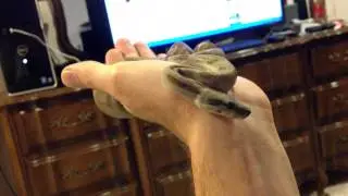 Chillin with the Pearl Island Boa