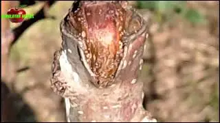 Top Grafted Apple Plants Pruning. एक दो साल के ग्राफ्टेड प्लांट्स की प्रूनिंग कैसे करें ?