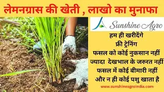 Live Lemongrass farming in Bankura district of West Bengal | Sunshine agro