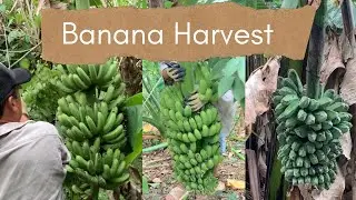 Ep8 - How We Harvest | Banana Saba, Lakatan | Farm Life | Indang Cavite Philippines