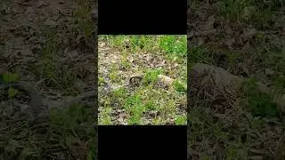 Cobra Showdown: Black Cobra Takes On Monitor Lizard