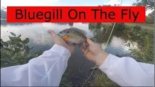 Fly Fishing for Bluegill on One Fly (Fail)