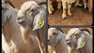 Buy your breeding stock like apro 2023(goats and sheep)