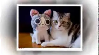 FUNNY CATS Slide Show 