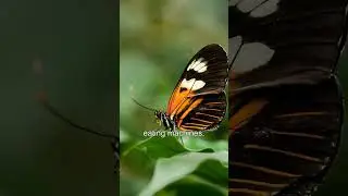 Butterflies Secret Superhero Transformation