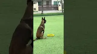 Our Malinois. How We Trained Zayka. Как мы учили Зайку