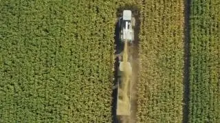 Ensilage de ma&iuml;s au GAEC Brochet-Puaud (Breuil La R&eacute;orte - 17) - Vue a&eacute;rienne