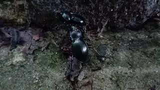 Biegacz gładki ( Carabus glabratus)