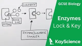 GCSE Biology &ndash; Lock and Key Theory of Enzymes