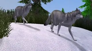 주타이쿤2 관찰카메라 - 회색늑대 (ZT2 observation camera - Wolf)