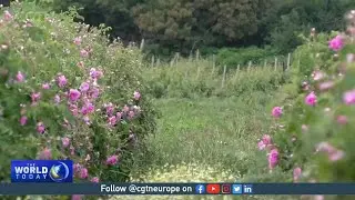 Growing Chinese market for Bulgaria&rsquo;s Rose Oil