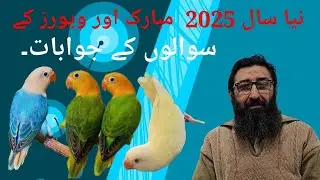 First Video of 2025! Answering Viewers' Questions. #topwishaviary #lovebirds #news #karachi