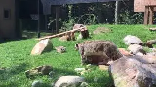 Baby snow leopard scares Mama snow leopard (ORIGINAL)