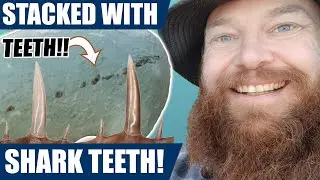 Fossil hunter finds a rock packed full of rare fossil shark teeth! The find of a lifetime!