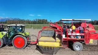 Kmetija &Scaron;ink: potato harvesting I Kartoffelernter I 2025 I Grimme SE 75-30