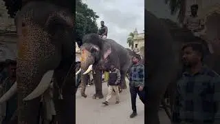 Bheema🐘 #love #elephant #viral #mysore #fypシ゚viral