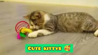 🐱 Kittens Play with Baby Cat, Cute Cat, Russian Cat & sweeties – Cuteness Overload! 🐾