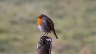 R&ouml;dhake Robin