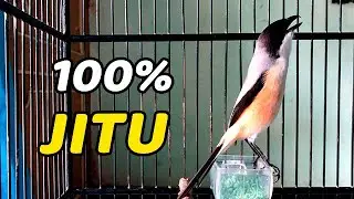 SUARA BURUNG CENDET GACOR DOR PEMIKAT TERKUAT 2026