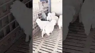 #petsheep #How much does a dwarf sheep cost #nigeria dwarf sheep