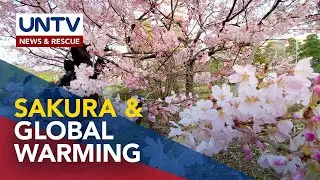 Why Japan's famous cherry blossoms bloomed so early