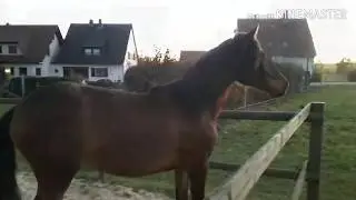 Privatgest&uuml;t M&ouml;ningerberg - Andalusier Ausbildung bei Shadow Horses Lina
