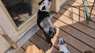 The Hilarious Life of Our Boston Terrier Family: Laughter Guaranteed! 🎉🐶❤️😁