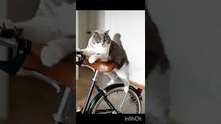 How did my cat learn to ride a bike?🐈🚲 #cat #catlovers #shorts