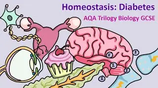 GCSE Science Biology AQA : Homeostasis: Diabetes