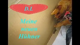 Neue Hühner integrieren.Warum in Quarantäne?