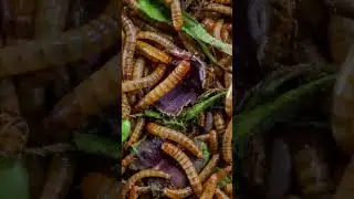 Venus Flytrap vs Worms Time Lapse!