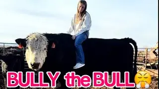 BULLY the BULL 😤 | @JannyBeansLLC     