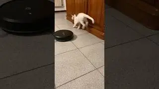 Lord Byron VS iRobot round 2!🙀🤖🤼