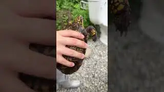 Turtle 🐢🐢❤️❤️￼