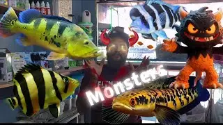 😱Epic Monster Tank🔥 #monsterfishtank #viral #trending #vlogs #kakinada #exoticaquariumfish #pets