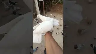 Fancy 2 White Colour Pigeon💖 || #shorts