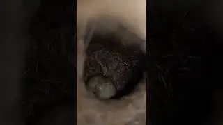 Mini Bird nest😍#viral #youtubeshorts #shots #viralshort #viralshorts